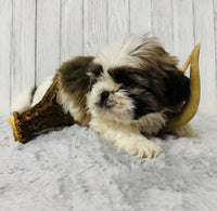  Shihtzu