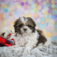 Shihtzu