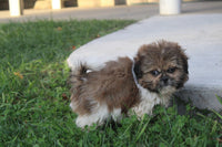 Shihtzu