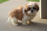 Shihtzu