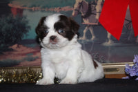  Shihtzu 