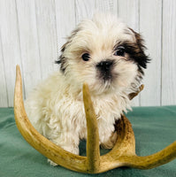 Shihtzu