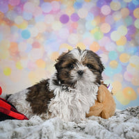 Shihtzu