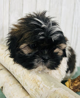 Shihtzu