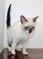 Siamese