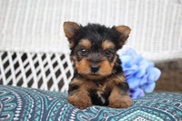 Yorkshire Terrier