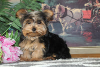Teacup Yorkshire Terrier