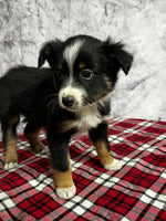 Toy Australian Shepherd