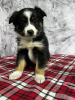 Toy Australian Shepherd