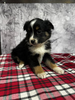 Toy Australian Shepherd