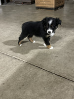 Toy Australian Shepherd