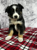 Toy Australian Shepherd