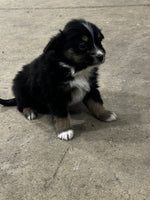 Toy Australian Shepherd