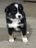 Toy Australian Shepherd