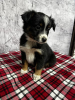 Toy Australian Shepherd