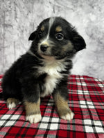 Toy Australian Shepherd