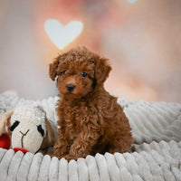 Toy Poodle