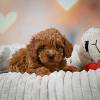 Toy Poodle