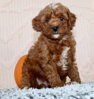 Toy Poodle