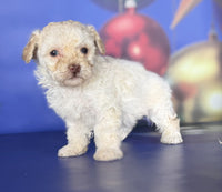 Toy Poodle