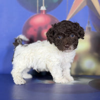 Toy Poodle