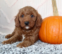 Toy Poodle