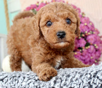 Toy Poodle