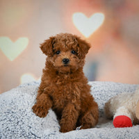 Toy Poodle