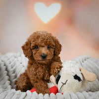 Toy Poodle