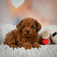 Toy Poodle