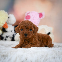 Toy Poodle