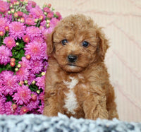 Toy Poodle