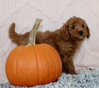 Toy Poodle