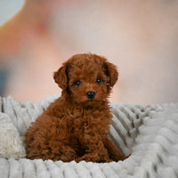 Toy Poodle