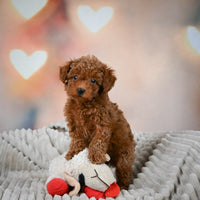 Toy Poodle