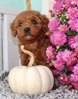 Toy Poodle