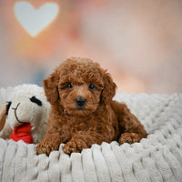 Toy Poodle