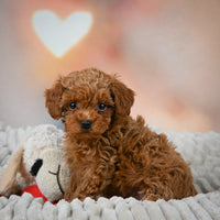 Toy Poodle