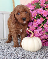 Toy Poodle
