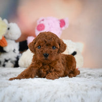 Toy Poodle