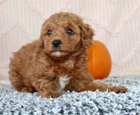 Toy Poodle