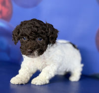 Toy Poodle