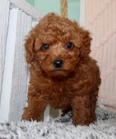 Toy Poodle