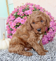 Toy Poodle