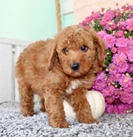 Toy Poodle