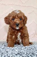 Toy Poodle