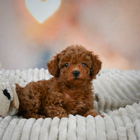 Toy Poodle