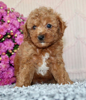 Toy Poodle