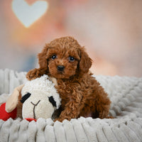 Toy Poodle