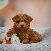 Toy Poodle